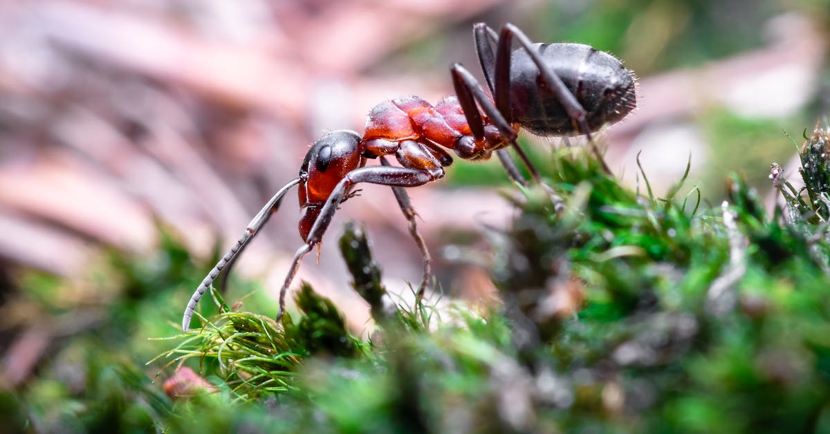 Funny Human Nicknames for Ants