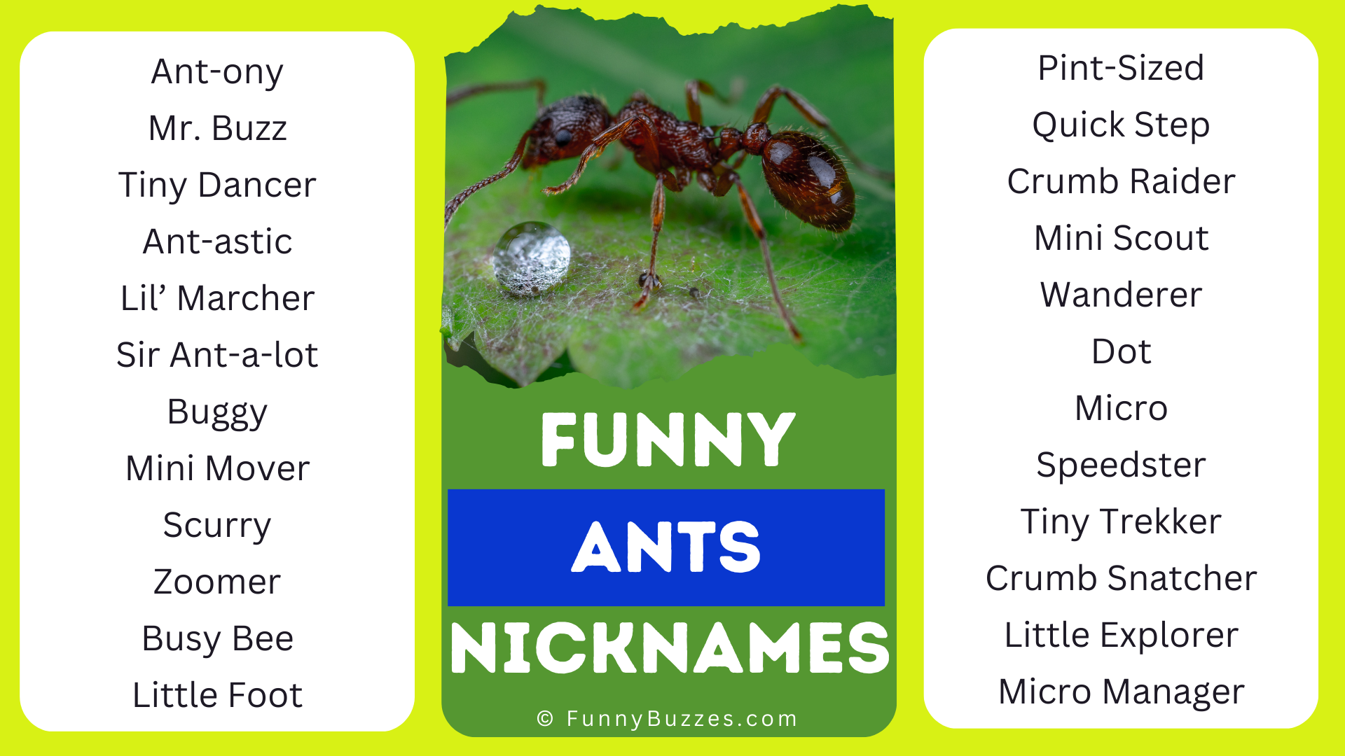 Funny Nicknames for Ants