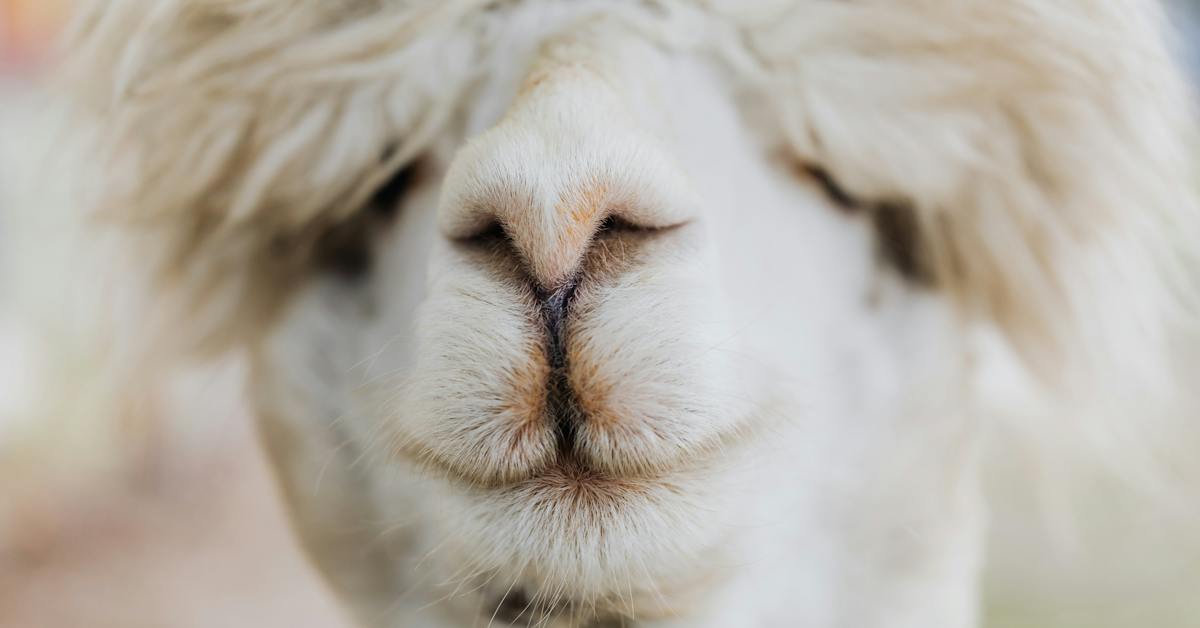 Which Funny Nickname is Best for Your Alpacas and Why