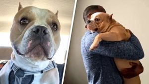 60 Pound Dog Turns Grown Man to Mush