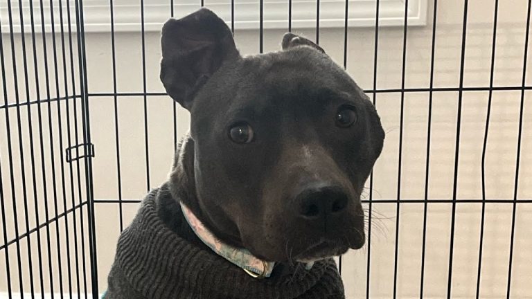 Woman adopts black pit bull because no one else would!