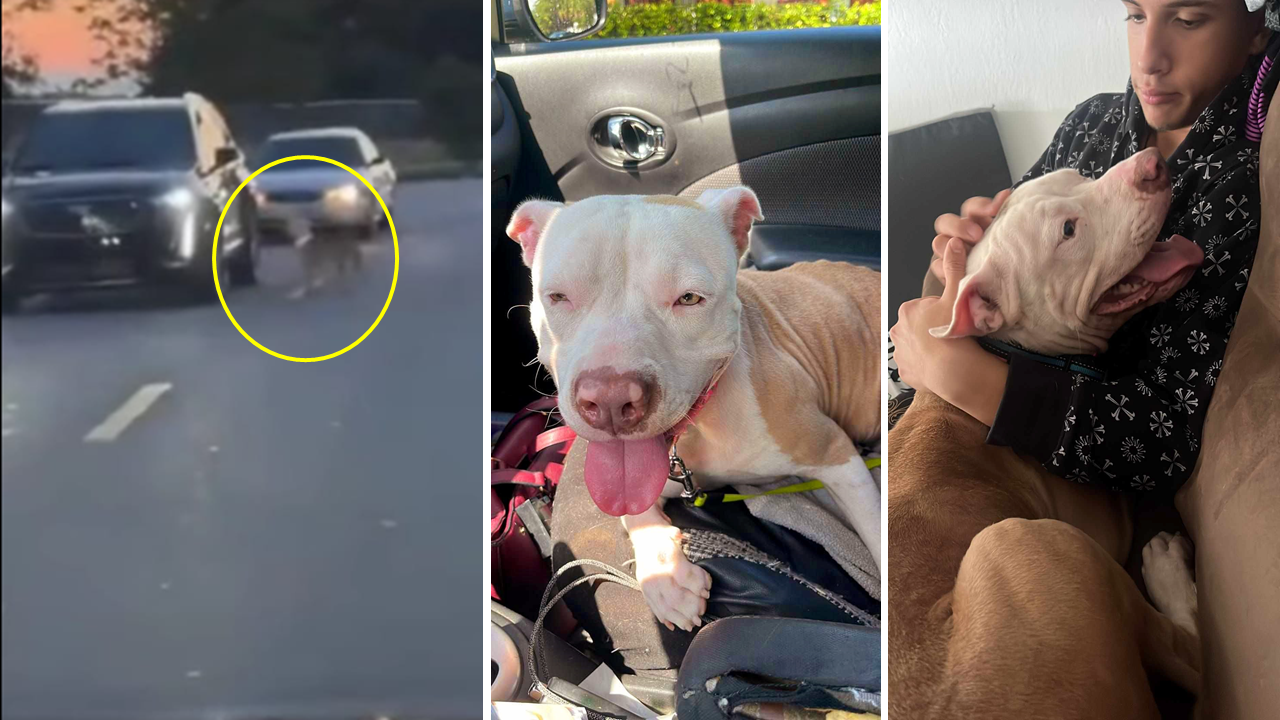 A Brave Stray Dog Halts Traffic and Beg for His Rescue ff