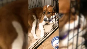 A Timid Dog Wouldn't Step Out of Her Crate Even With a New Family