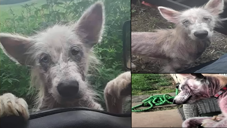 Abandoned And Starving Dog Comes Up To A Truck Driver And Asks To Be Rescued
