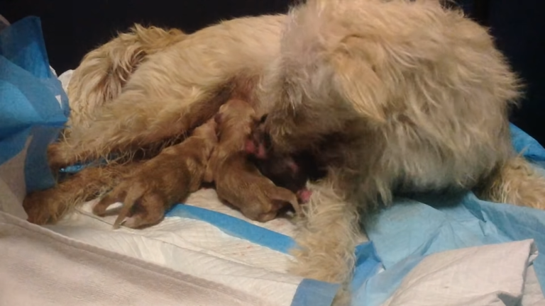 Abandoned Dog Finds Shelter and Delivers a Litter of Adorable Puppies ff