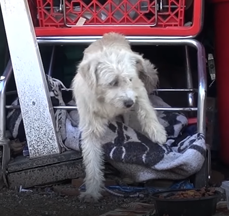 Abandoned Dog Finds Shelter and Delivers a Litter of Adorable Puppies