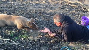 Abandoned Pittie Living Alone 15 Months Starts Trusting Again