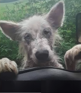 Abandoned and Starving Dog Approaches Truck Driver, Seeks Rescue