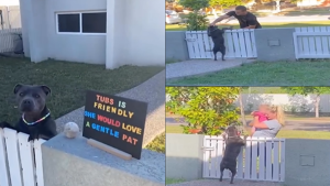 Affectionate Pup Makes Neighbors' Days Brighter With Adorable Fence Greetings