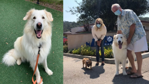 After Many Adoption Attempts, The 115 Pound Dog Finally Settles in a Loving Home