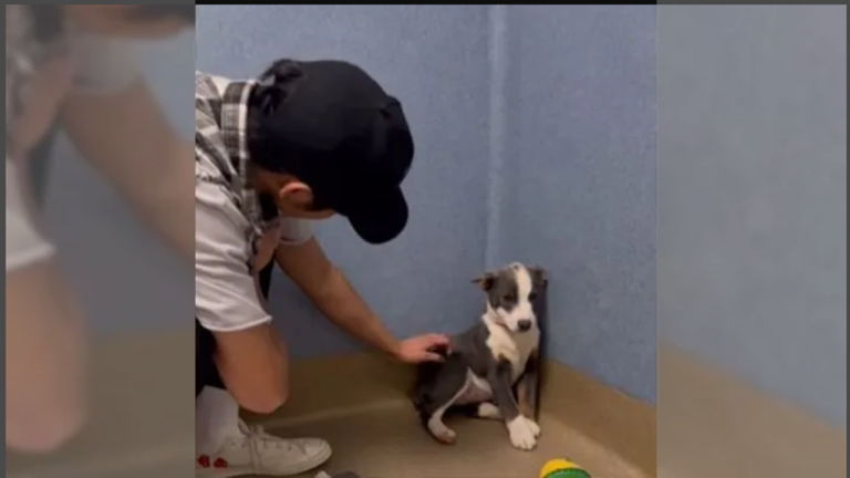 An Abandon Dog Who Couldn’t Even Look At Her Rescuers Finds Out What It’s Like To Be Loved