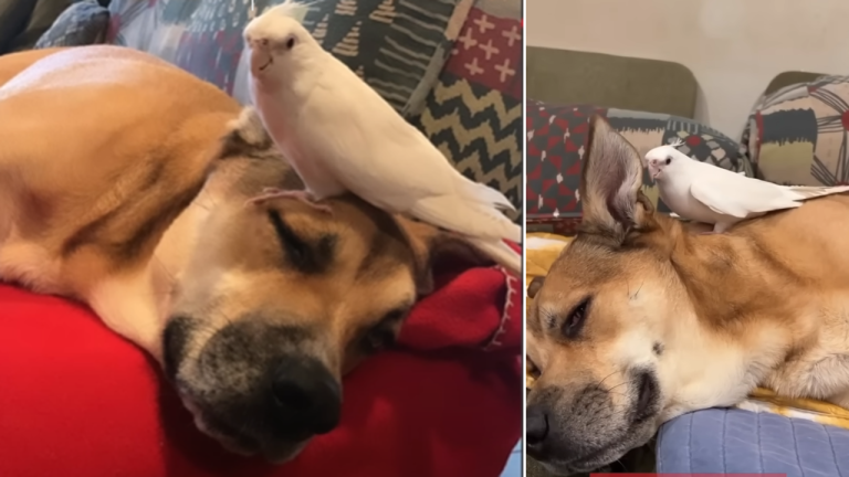 Bird falls in love with dog