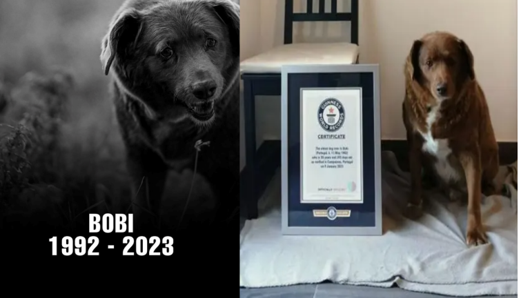 Bobi, The World’s Oldest Dog, Passed The Rainbow Bridge At The Age Of 31 ff