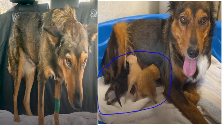 Brave Mama Dog Adopts Orphaned Kittens After Losing Her Babies