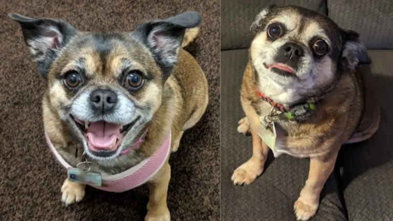 Cat Mom Adopts This Chihuahua Pug Mix And Falls In Love With Dogs