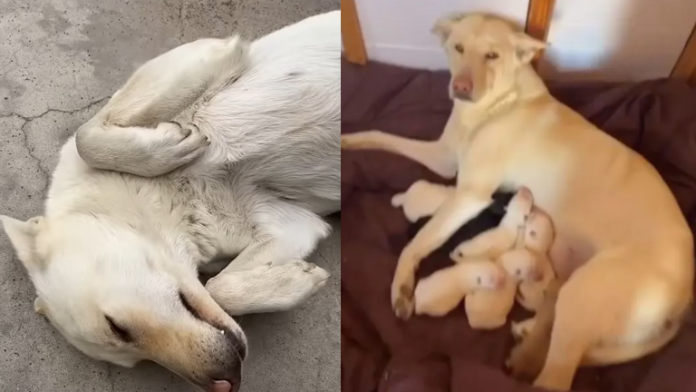 Couple Saved & Adopted Abandoned Pregnant Dog