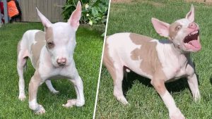 Small one eyed puppy struggles to stand as it grows too quickly