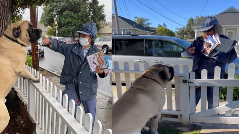 Every Morning, a Loyal Pup Welcomes His Beloved Mail Friend