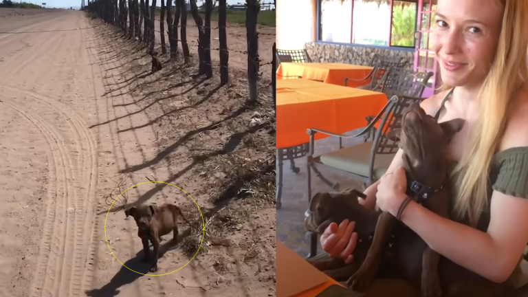 Filmmakers Opt to Save Stray Puppies Abandoned in the Dessert
