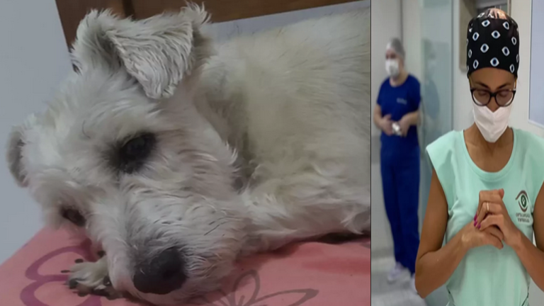 Formerly Blind Dog Become Overjoyed to See His Dad Face After Eye Surgery