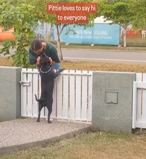 Friendly Dog Waits By The Fence Every Day To Give Her Neighbors Cute Hugs