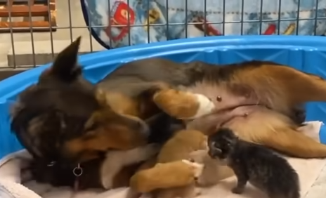 Grieving mama dog adopts kittens after losing her puppies 0 44 screenshot