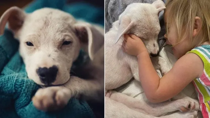 How a Young Heart's Plea Brought a Deaf Pup into Their Home