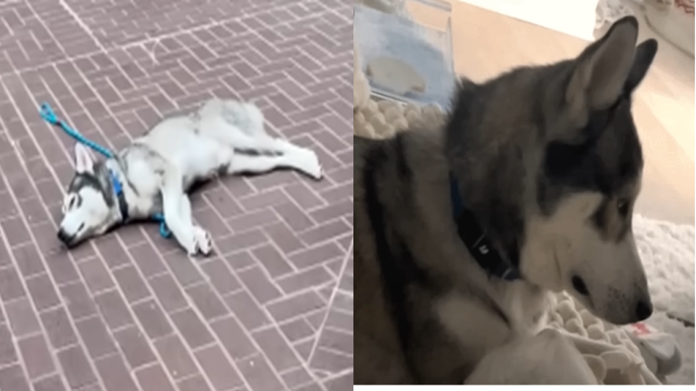Husky Abandoned By Family is so Sad that He Refuses to HOWL 33