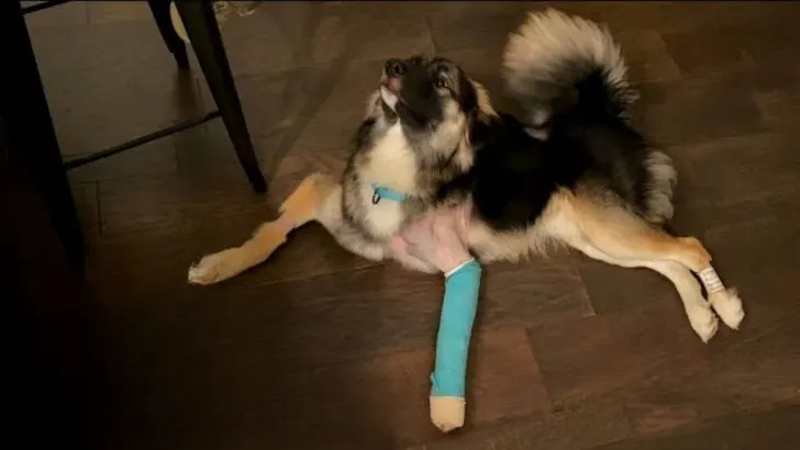 Injured Rescue Dog Feels True Freedom For The First Time After Surgery 728x410