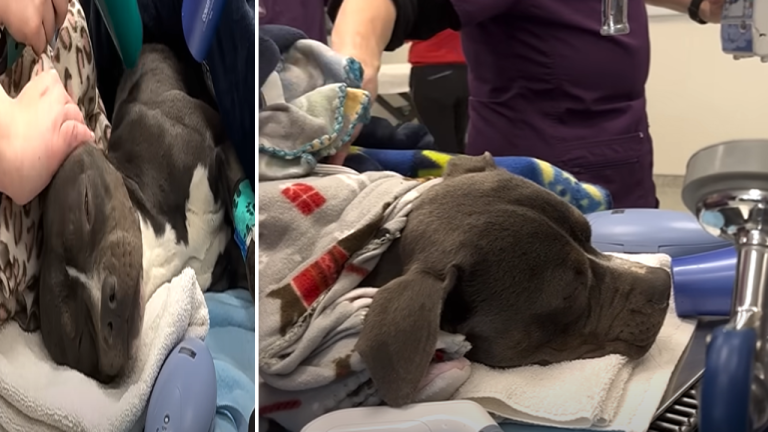 It Took Hours To Warm Up This Pittie Found In The Freezing Cold