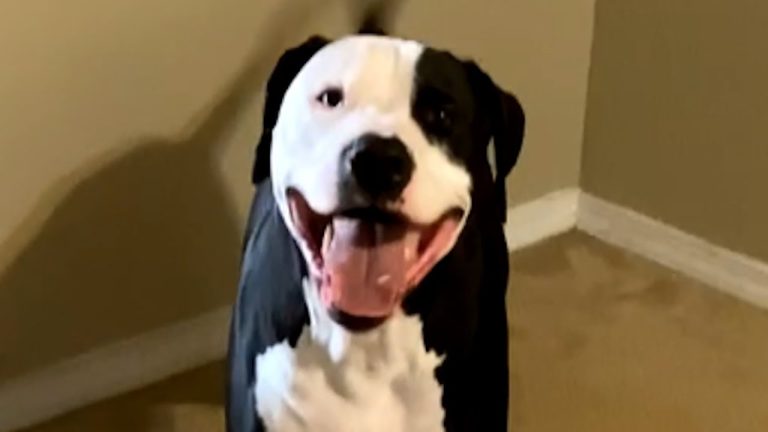 The Moment When a Dog Gets Adopted: The Smile on the Dog That Was Last to Get Adopted