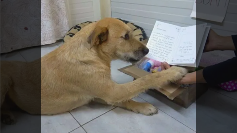 Joyful Rescue Pup Celebrates a New Beginning with Heartwarming Surprise from Adoptive Family pp