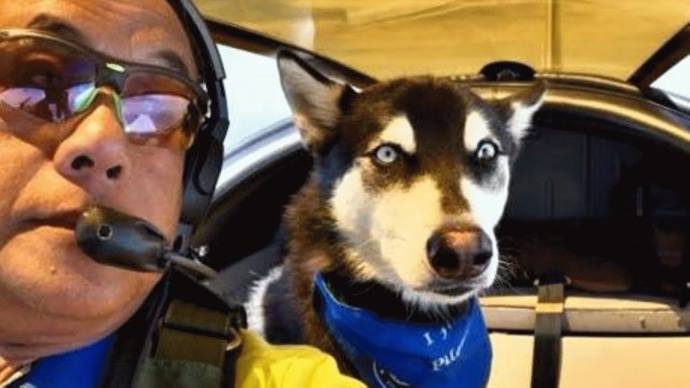 This man used to fly humans. Now he flies shelter dogs