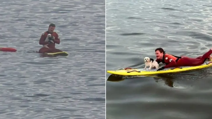 Lifeguards Rescue Scared Small Dog Battling the Pacific Ocean Waves