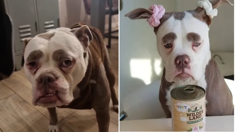 Madame Eyebrows The Most Adorable Dog With a Permanent Frown You'll Meet Today 22