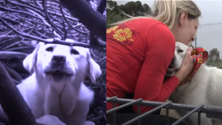 Mom Dog Showed Anger to Rescuers In Beginning But Became Friendly
