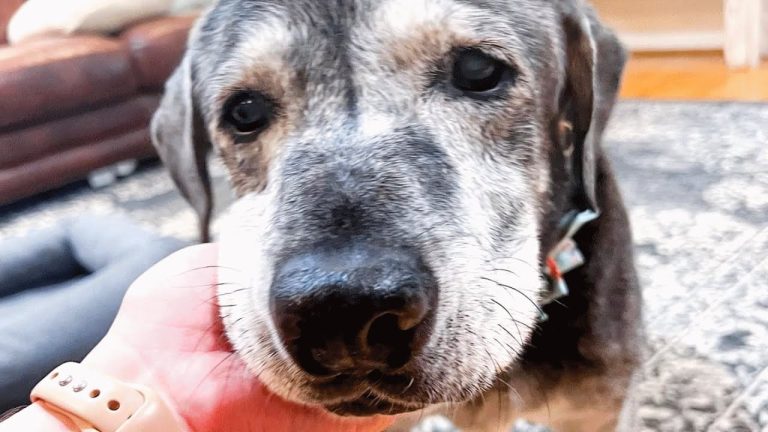 Someone left this deaf senior dog at the shelter, A family gave her another chance.