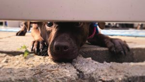 Woman Find Injured, Blind, Scared Dog and Transformed It to Resilient, Loving Companion