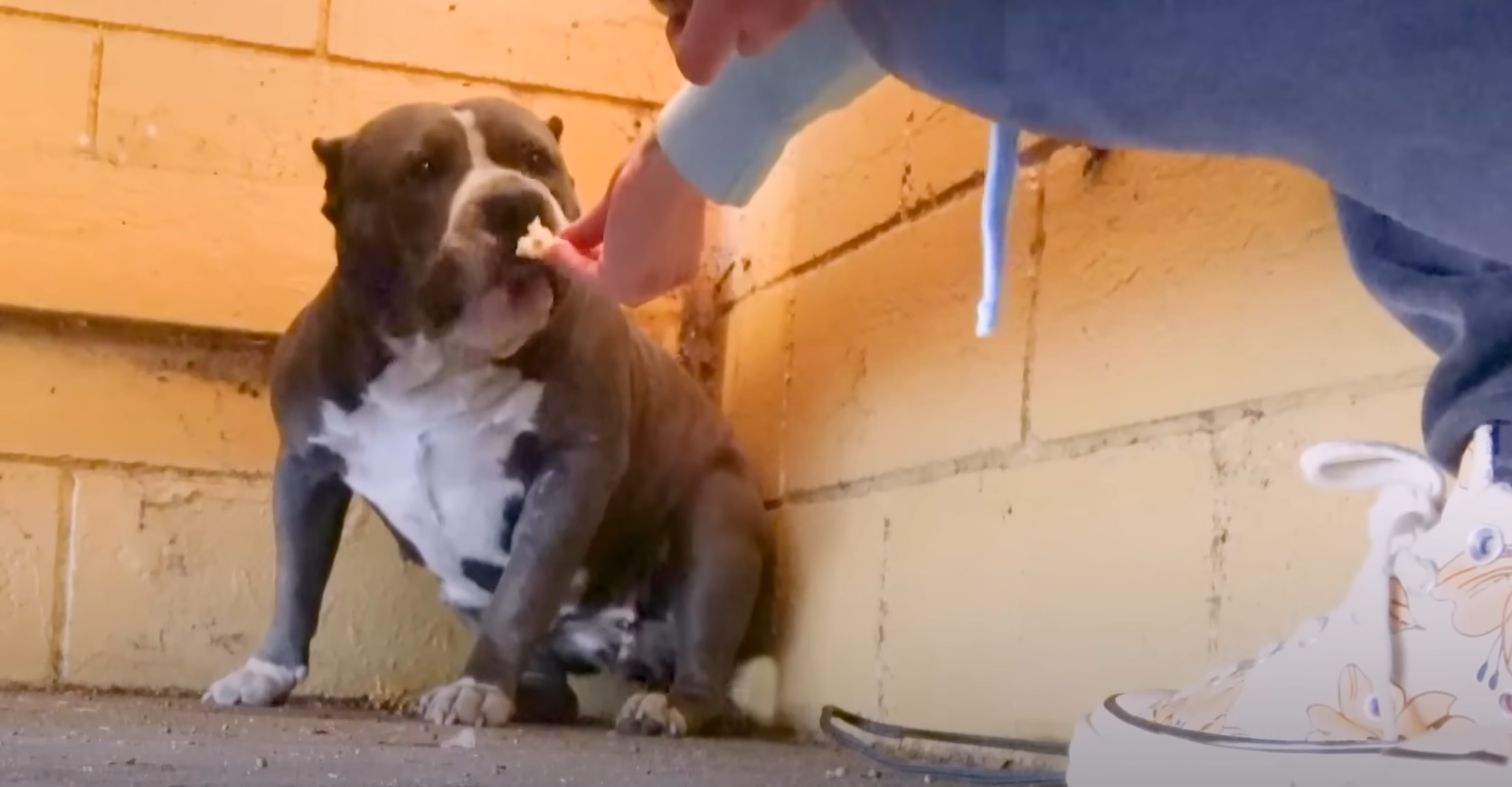 A Scared Trembling Puppy Finds Happiness in a Hug From Rescuer