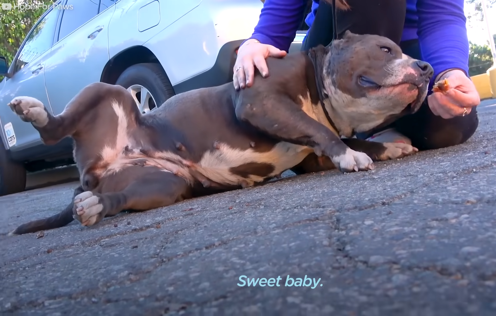 Pittie Couldn't Stop Shaking Until Her Rescuers Finally Give Her A Hug