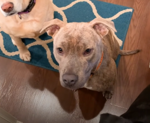 Pittie Whose Skin Hardened Like Stone Finds Complete Recovery
