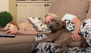 Pittie Whose Skin Hardened Like Stone Finds Complete Recovery now happy