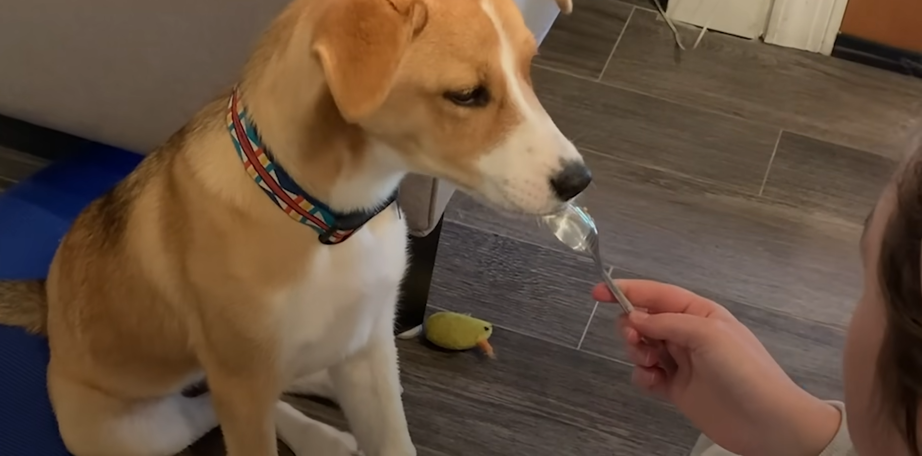 Puppy Who Couldn’t Stop Crying At The Shelter Is So Happy In Her Forever Home 5