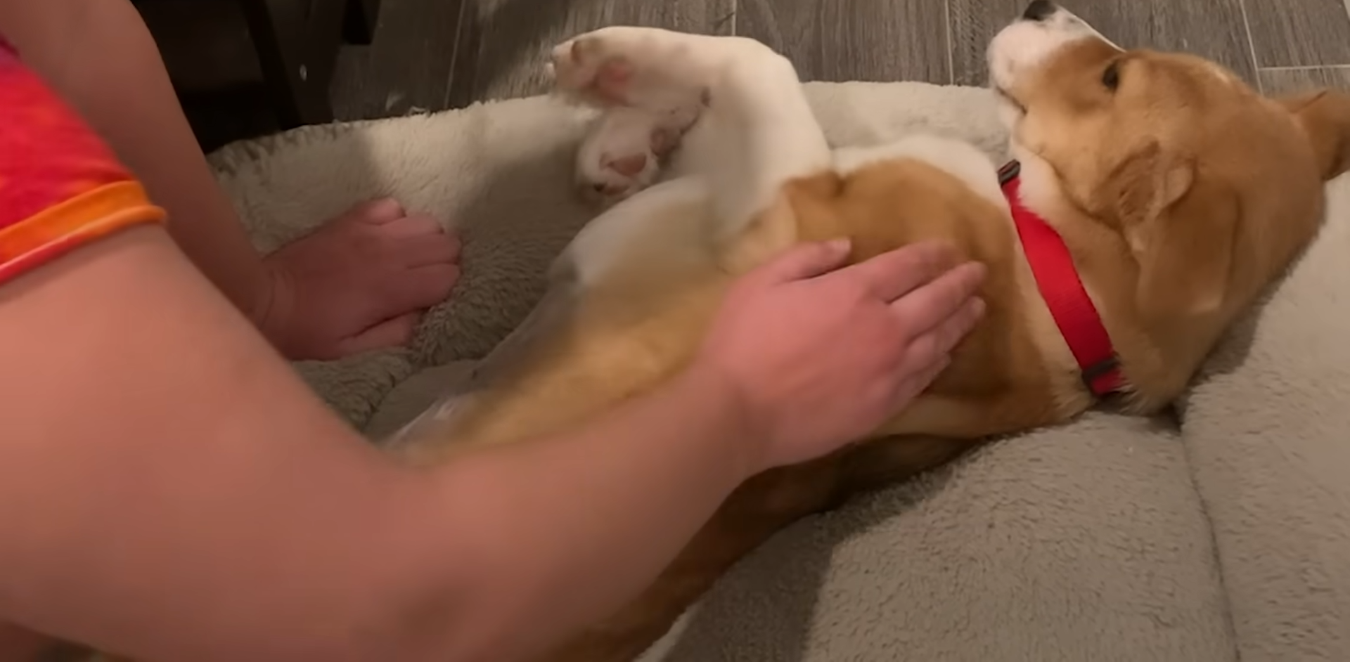 Puppy Who Couldn’t Stop Crying At The Shelter Is So Happy In Her Forever Home 6