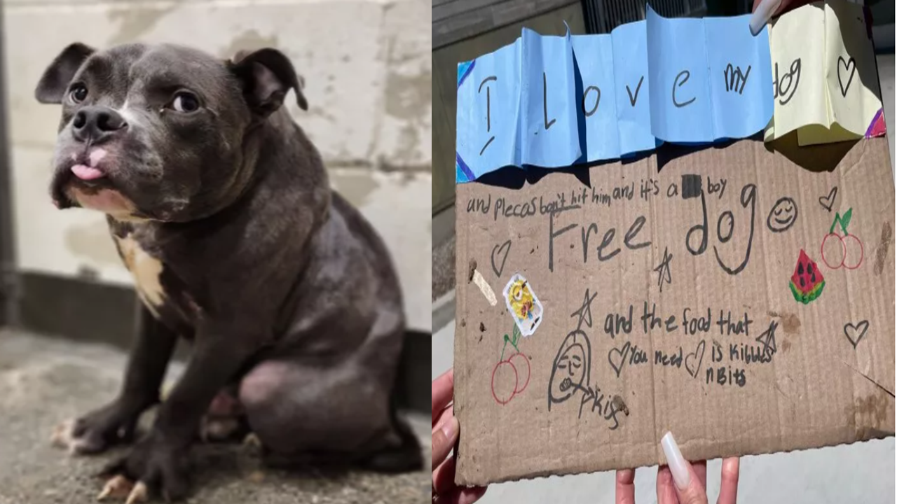 Puppy with Unique Condition Found at Shelter Doorstep with Touching Note from Child 2