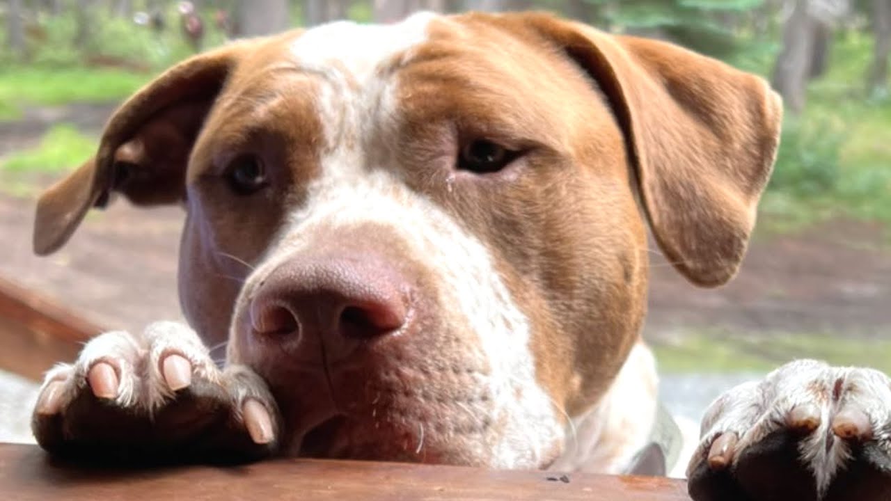 Reluctant Boyfriend Transforms into Pit Bull Lover After Adopting a Stray Named Rip