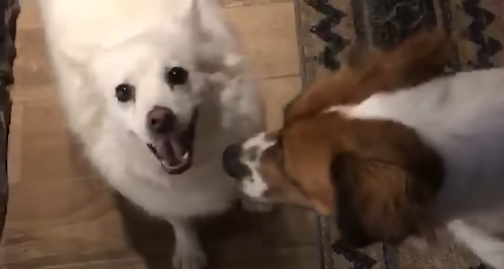 Rescue Dog Stayed in Her Crate For Five Days Until She Realized She Was Home The Dodo