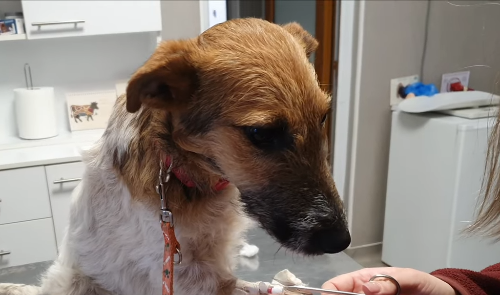 Rescue Of Innocent Puppies Dumped On A Pile Of Trash