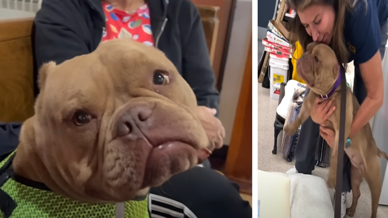 Rescue dog is so obsessed with mom