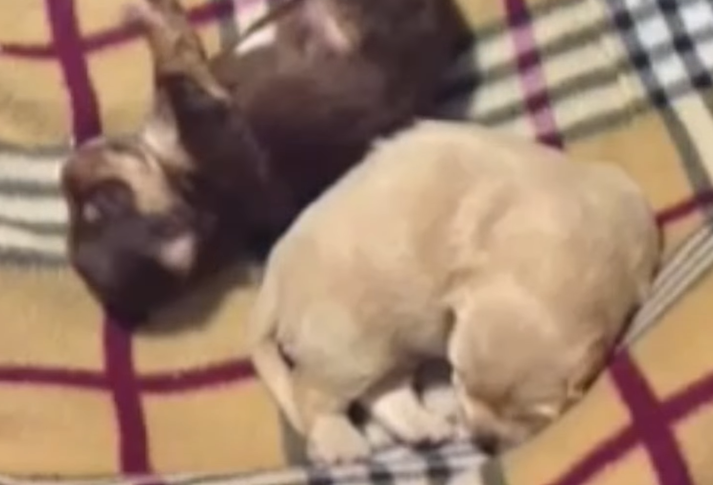 Rescued Stray Dog Has THE CUTEST Puppies The Dodo 0 46 screenshot